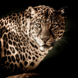 Сонник леопард