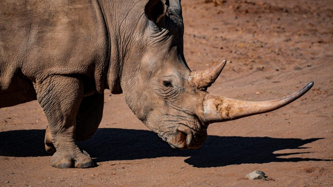 Сонник носорог