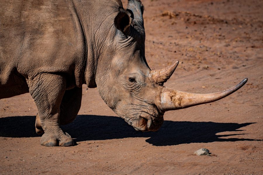 Сонник носорог
