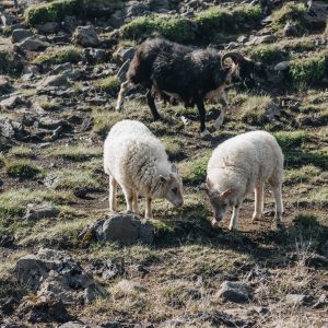 Китайский гороскоп: 2022 год для Овцы (Козы)